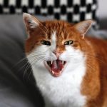 angry cat meme