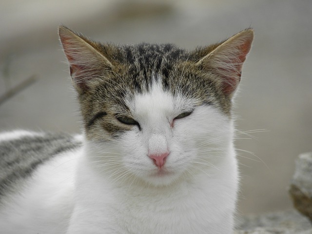 angry cat meme