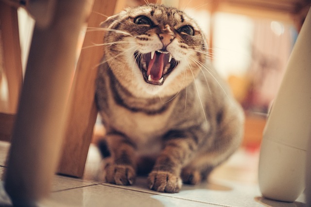 angry cat meme