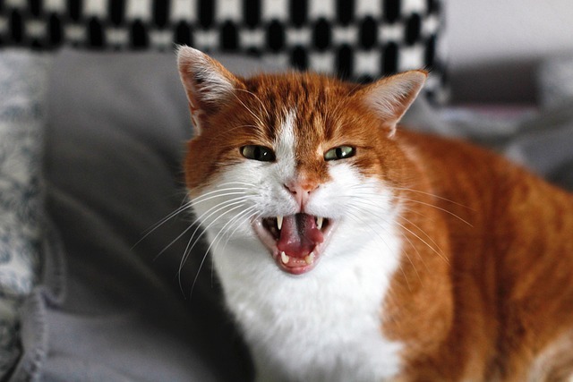 angry cat meme