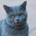 are tulips toxic to cats
