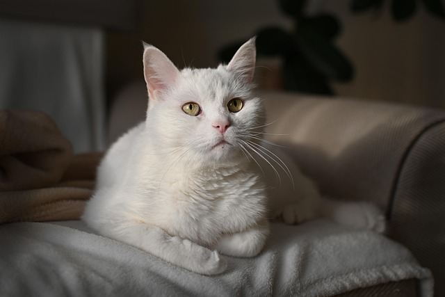 are tulips toxic to cats