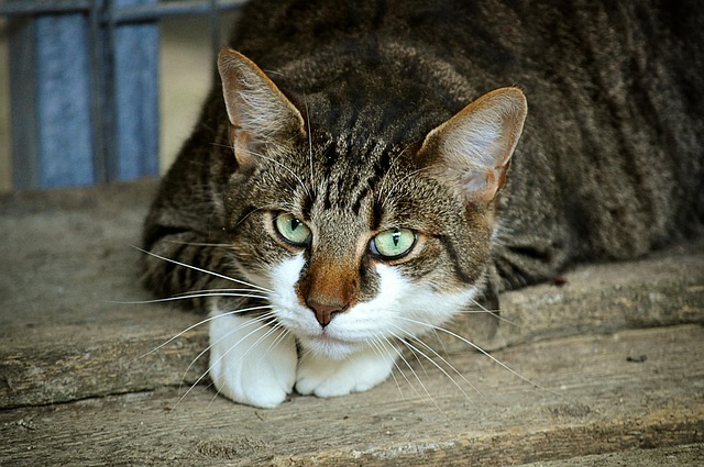 are tulips toxic to cats