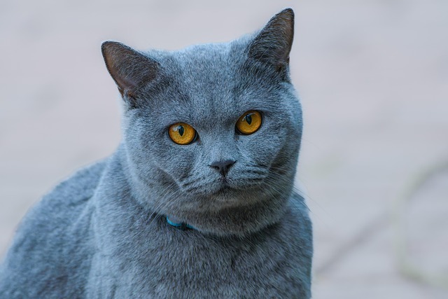 are tulips toxic to cats