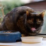 fancy feast wet cat food