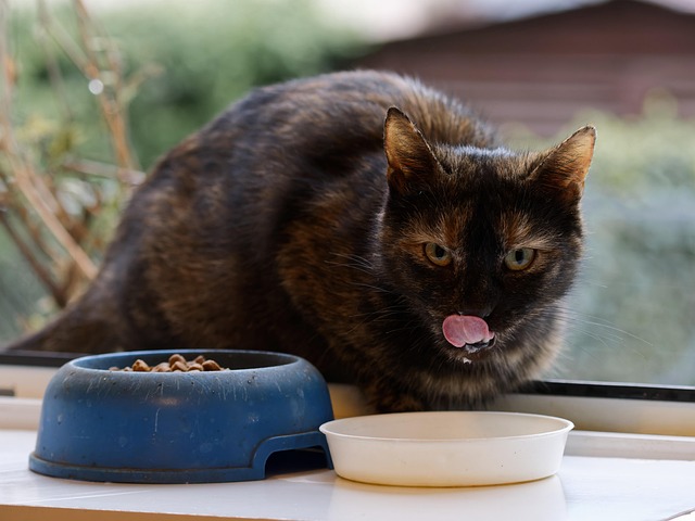 fancy feast wet cat food
