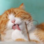 can cats eat peanuts