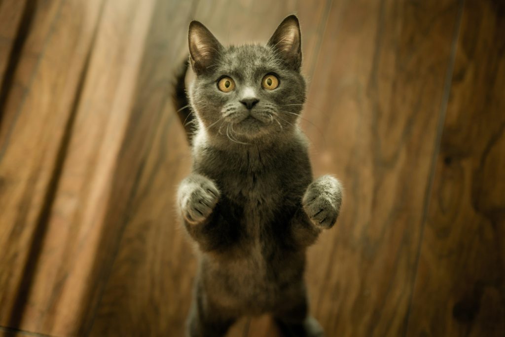 can cats eat yogurt