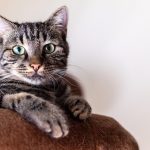 cat tree for large cats