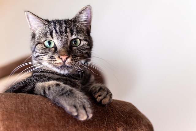 cat tree for large cats