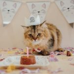 fancy feast wet cat food