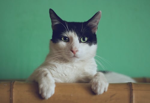 fancy feast wet cat food